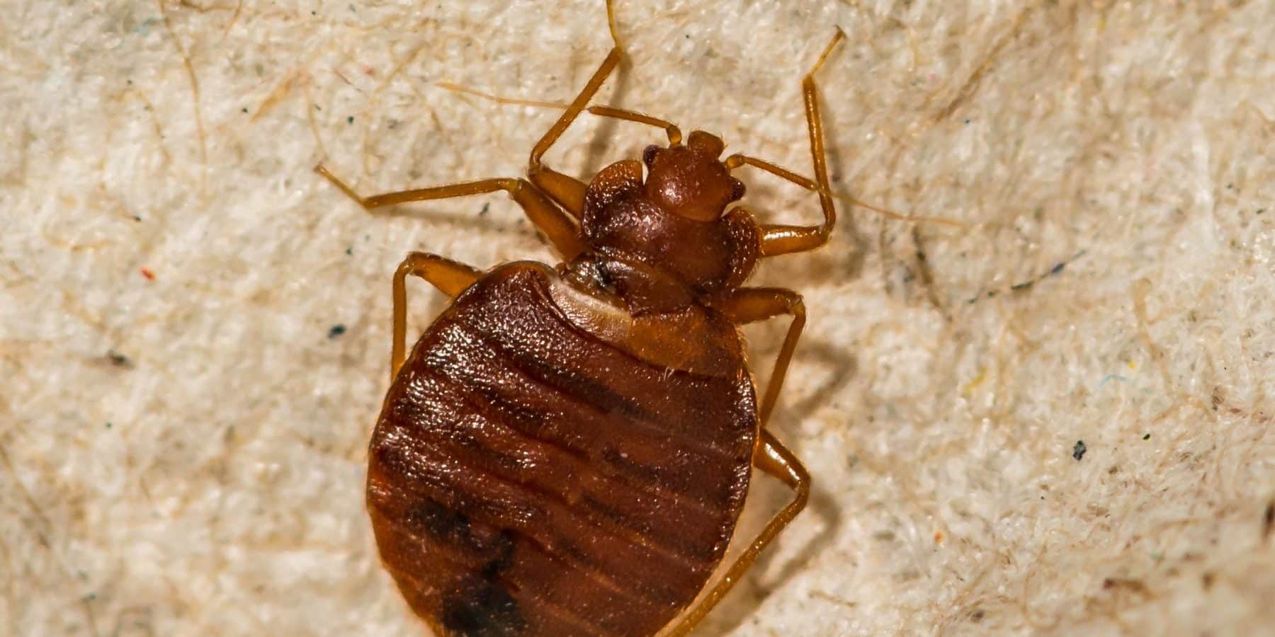 Bed Bug Treatments
