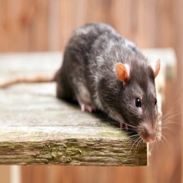 Rat Treatment Pest Control
