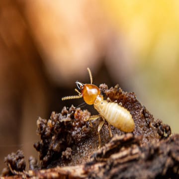 Termite Treatment Pest Control