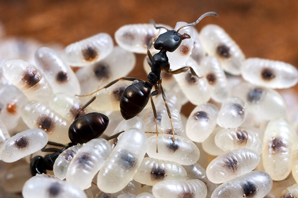 Blank House Ant Infestation