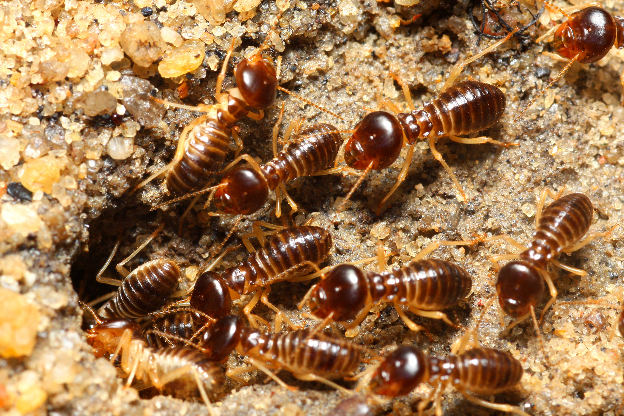 Termite Treatment - Group of termites entering hole in ground