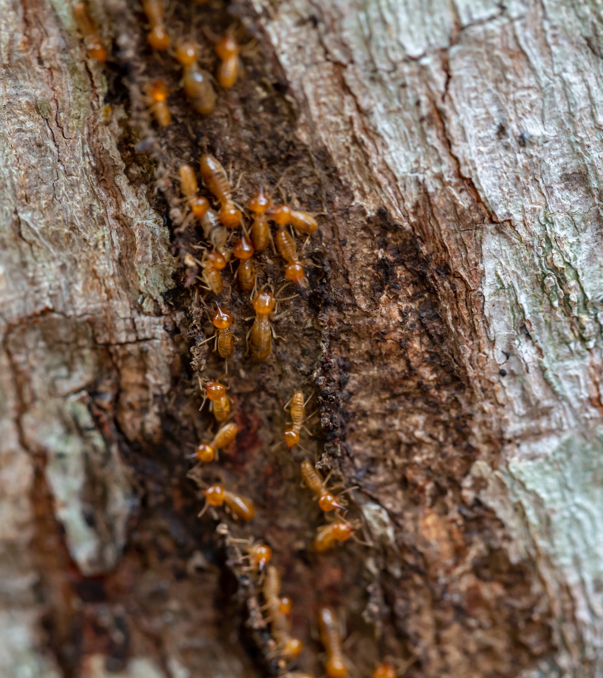 Termite Treatment - Drywood Termite Infestation
