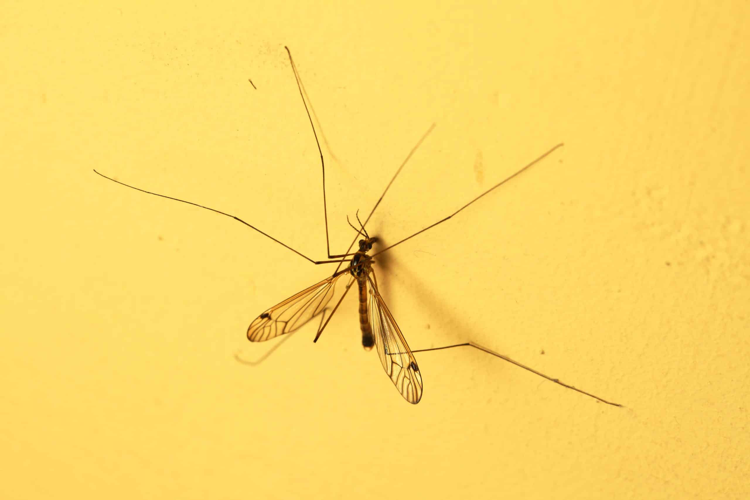 Mosquito on wall - mosquito infestation