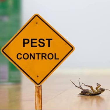 Cockroach Pest Control Treatment