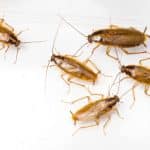 Cooroy Cockroach Extermination | Emergency Pest Control | Pest Control | Cockroach Extermination | Cooroy Pest Control