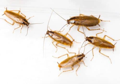 Cooroy Cockroach Extermination | Emergency Pest Control | Pest Control | Cockroach Extermination | Cooroy Pest Control