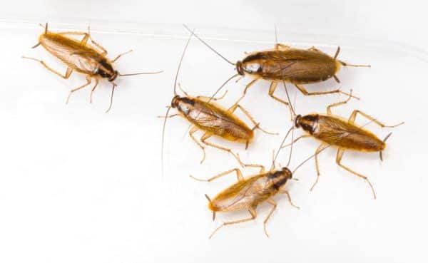 Cooroy Cockroach Extermination | Emergency Pest Control | Pest Control | Cockroach Extermination | Cooroy Pest Control