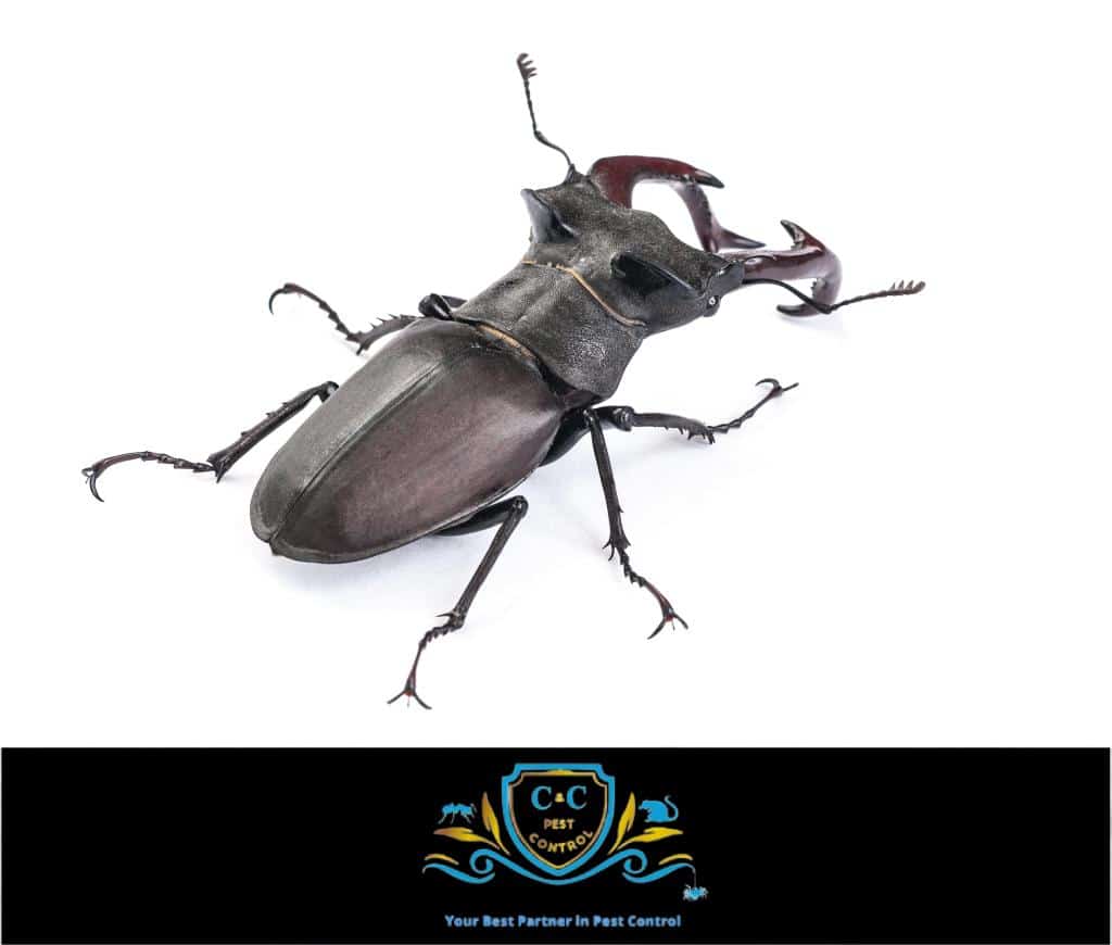 Ringtail Creek Pest Control | Termite Treatment | Cockroach Extermination | Emergency Pest Control | Mosquito Control | Rodent Control | Pest Extermination