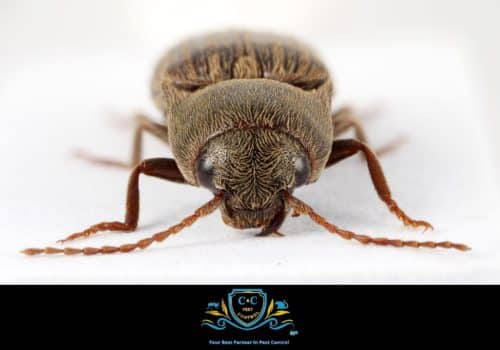 Pest Control Gympie - CandCPest Control are your Ultimate Shield Against Unwanted Pests | Gympie Pest Control