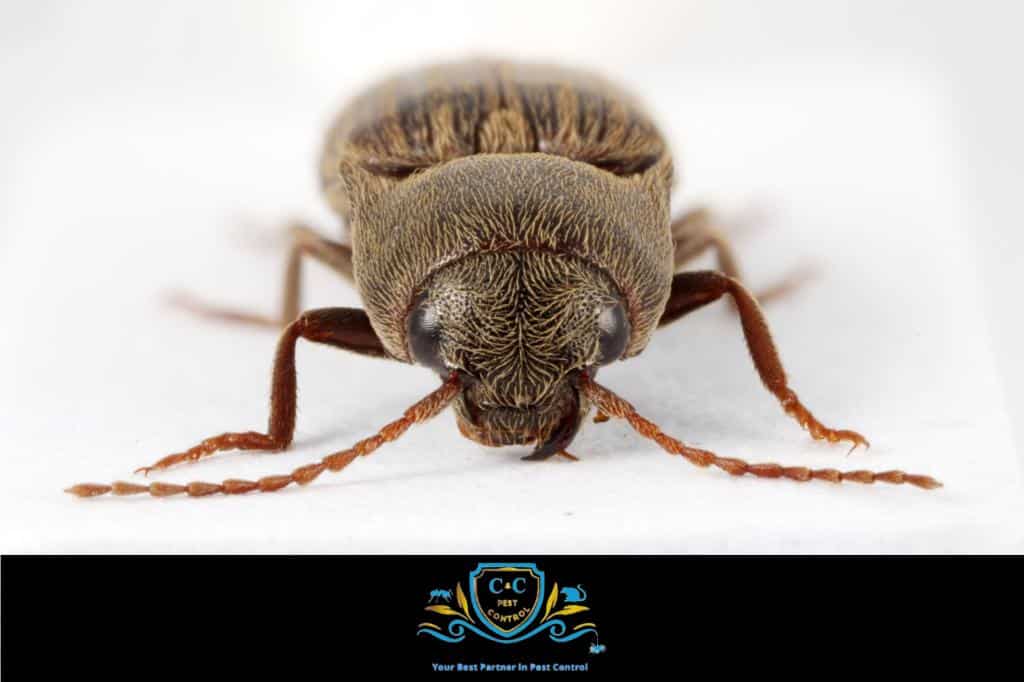 Pest Control Gympie - CandCPest Control are your Ultimate Shield Against Unwanted Pests | Gympie Pest Control