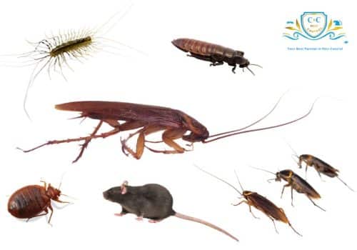 Pest Control Gympie - Your Ultimate Shield Against Unwanted Pests