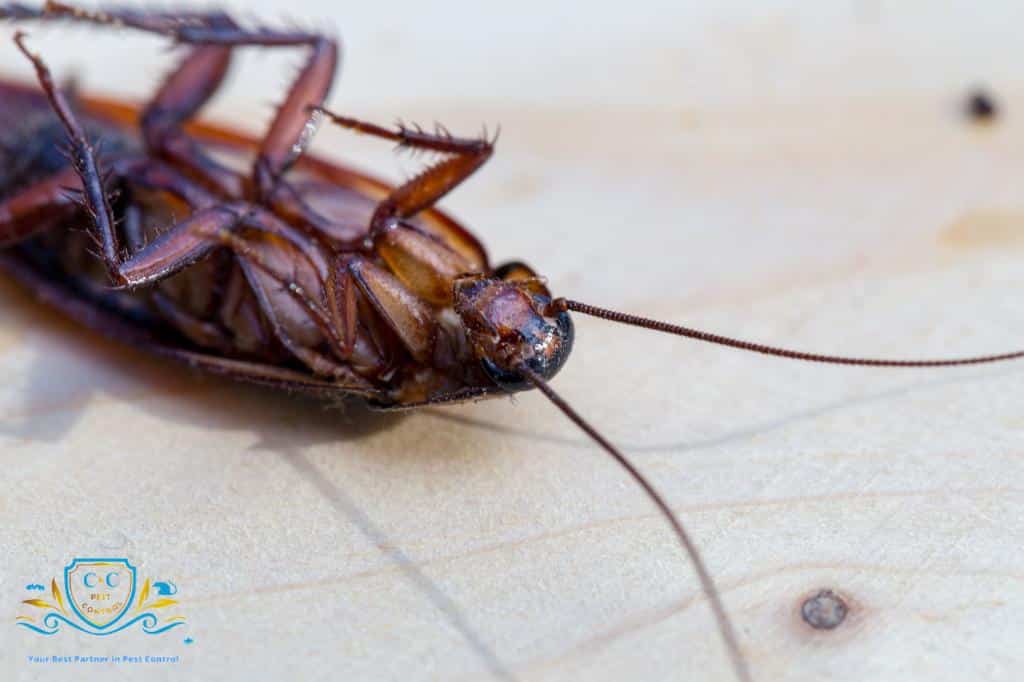 Gympie Pest Extermination: German Cockroaches