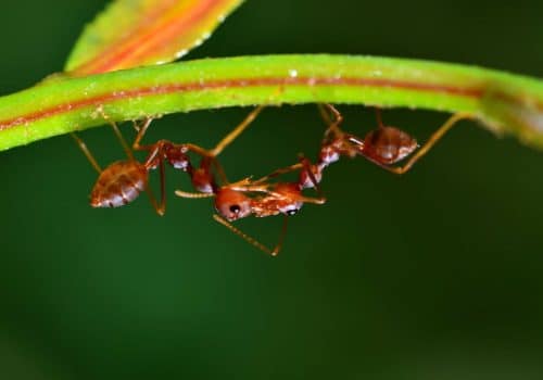 Fire Ants in Tewantin Homes | Ant Treatment | Pest Control | Pest Extermination