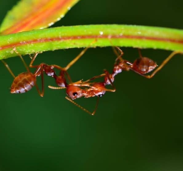 Fire Ants in Tewantin Homes | Ant Treatment | Pest Control | Pest Extermination