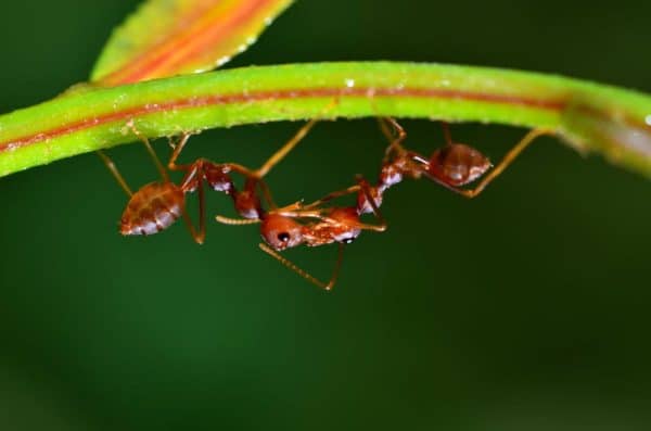 Fire Ants in Tewantin Homes | Ant Treatment | Pest Control | Pest Extermination