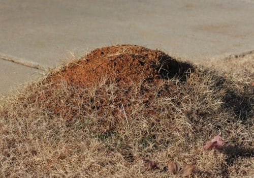 Ant Mound | Fire Ants in Tewantin Homes