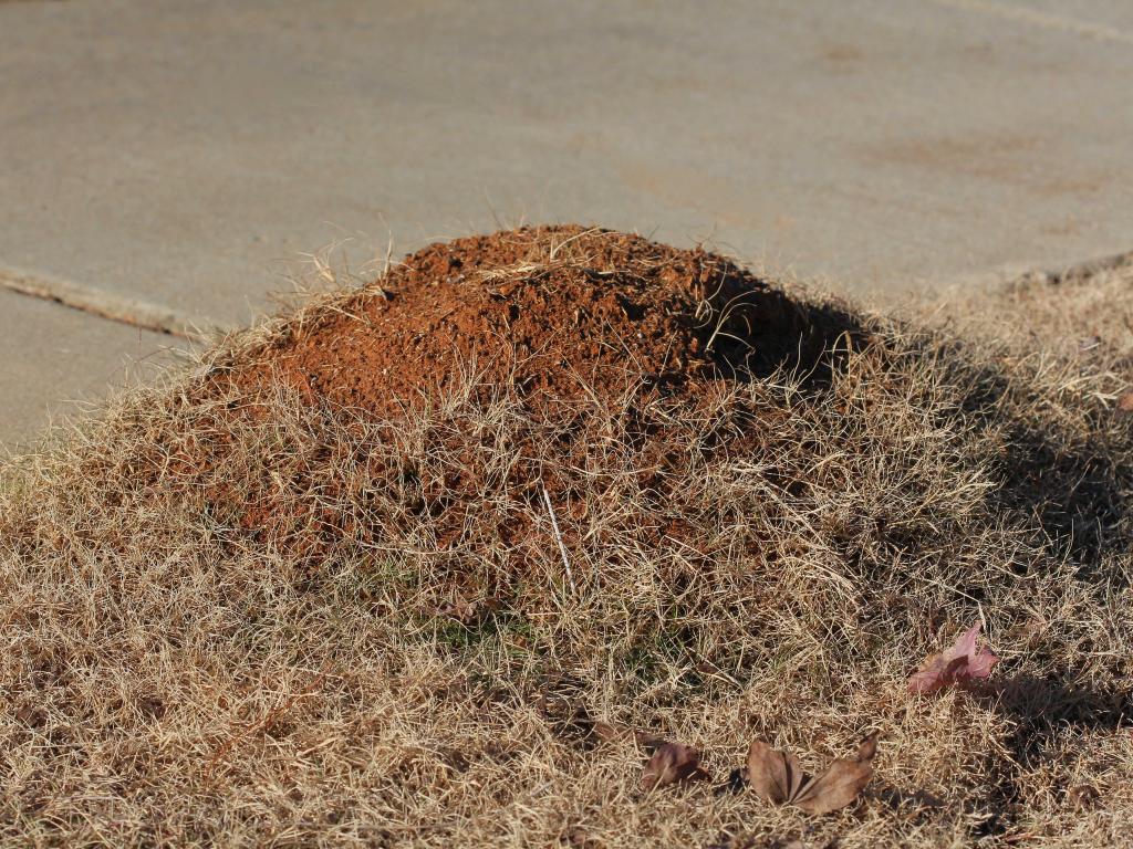 Ant Mound | Fire Ants in Tewantin Homes