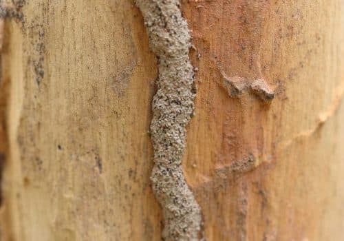 Evidence of Termites | Termite Bait Boxes in Mount Tinbeerwah