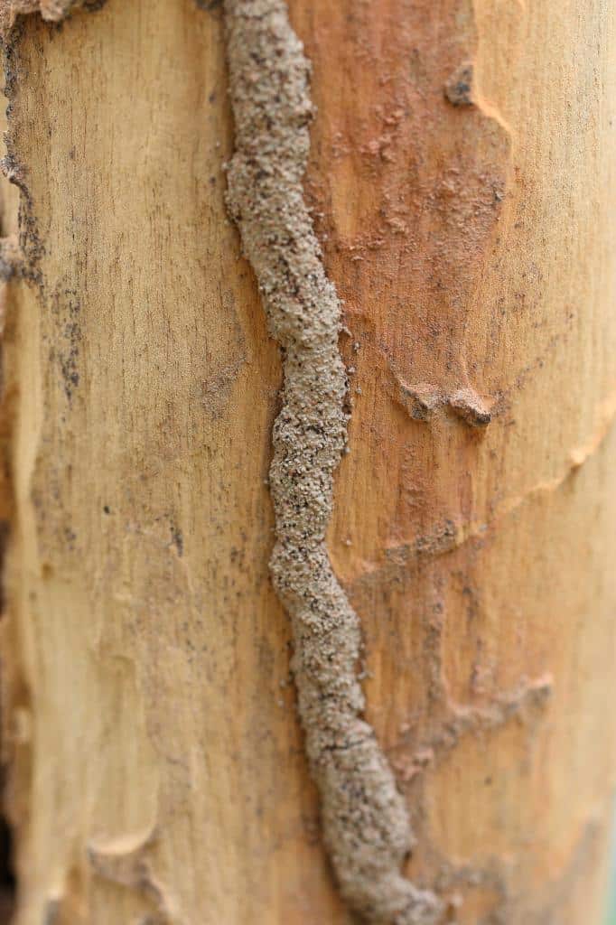 Evidence of Termites | Termite Bait Boxes in Mount Tinbeerwah