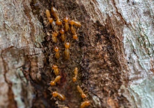 Gympie Termite Treatment