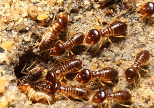 Buderim Termite Treatment