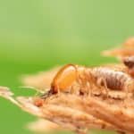 Tewantin Termite Treatments