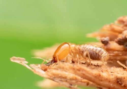 Tewantin Termite Treatments