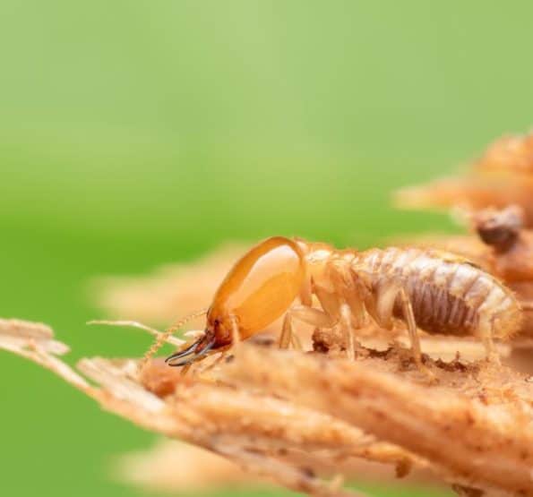 Tewantin Termite Treatments