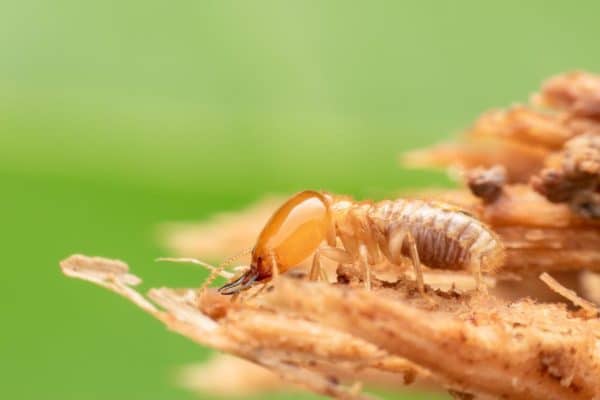 Tewantin Termite Treatments