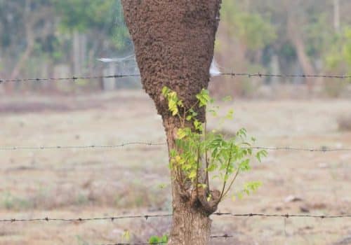 Termite Mound - Termite Treatments in Tewantin