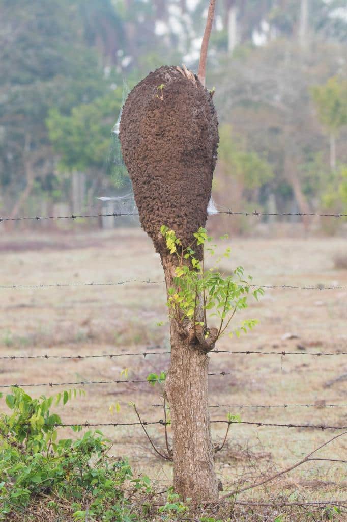 Termite Mound - Termite Treatments in Tewantin