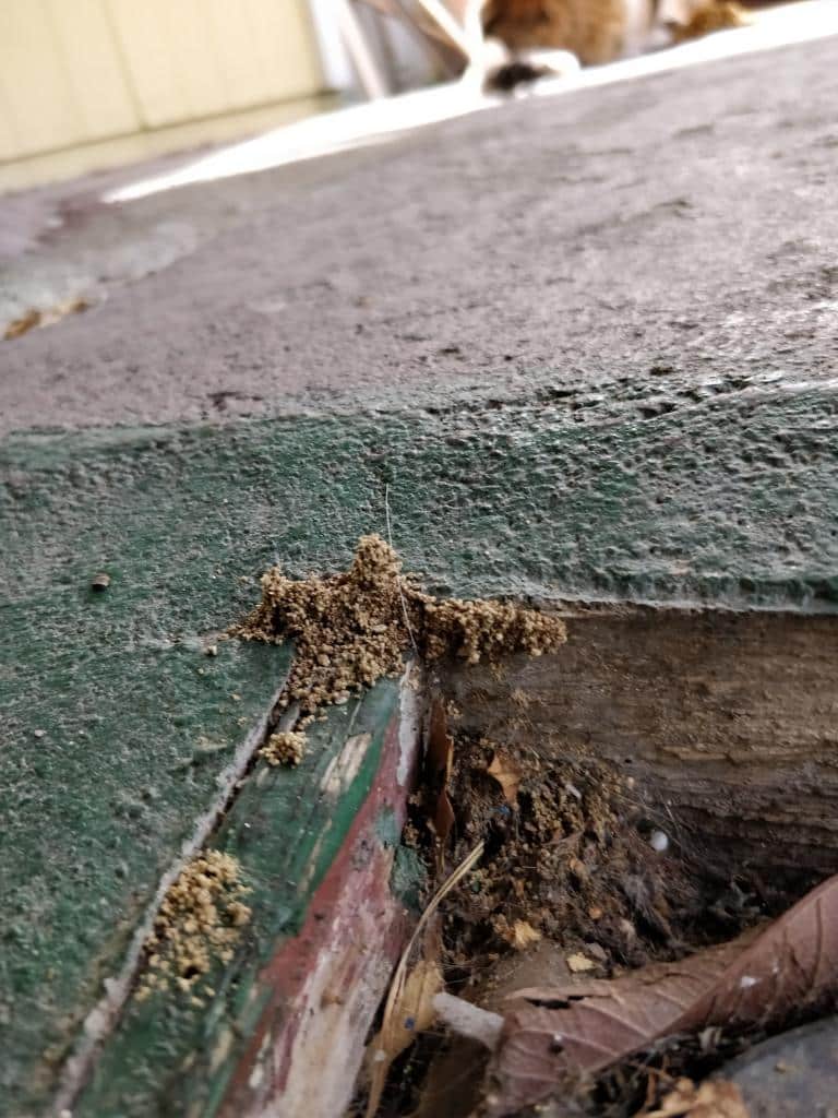 Termite Infestation | Termite Bait Boxes in Mount Tinbeerwah