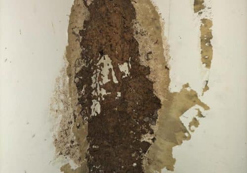 Evidence of Termites | Termite Treatment Tewantin | Tewantin Pest Extermination