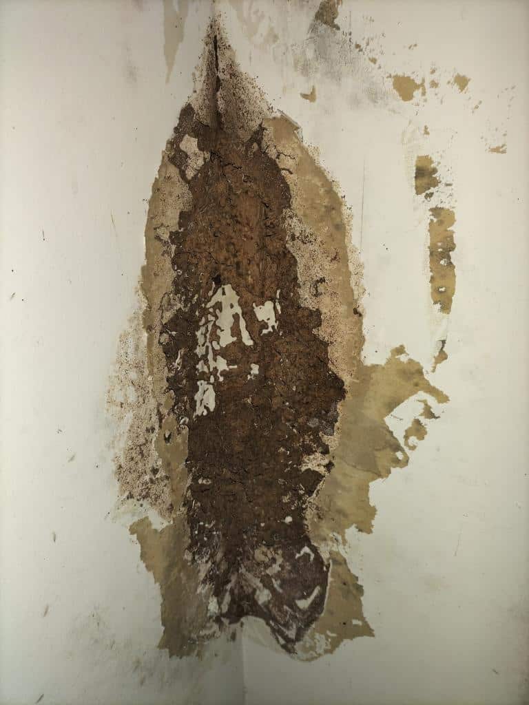 Evidence of Termites | Termite Treatment Tewantin | Tewantin Pest Extermination