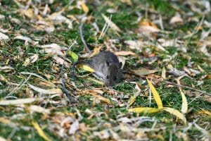 cooroy pest control, cooroy rodent pest control, rodent control rat problem, mice problem, get rid of rats, get rid of mice, pomona pest control, pest control cooroy