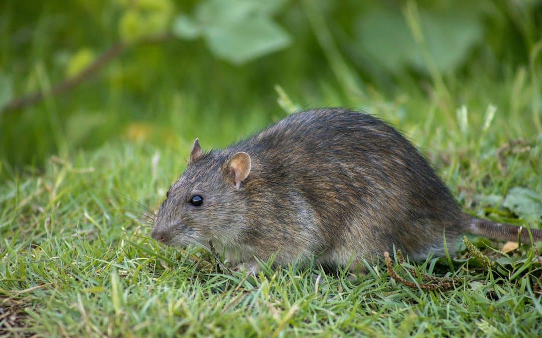 Rodent Pest Control in Autumn: Your Essential Guide