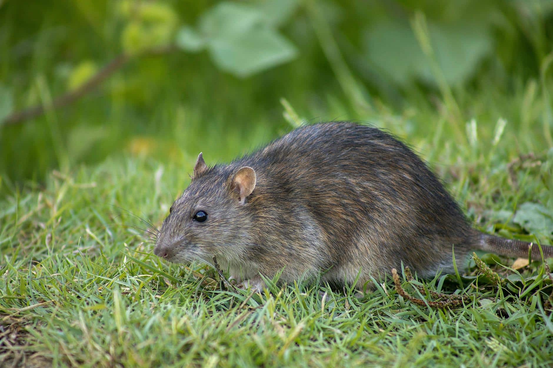 Rodent Pest Control | Rat control | Mice Control | Cooroy | Noosa