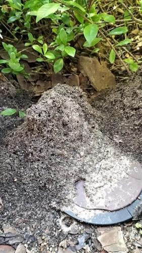 Ant mounds and Termite mounds can look similar, do you know how to tell the difference?