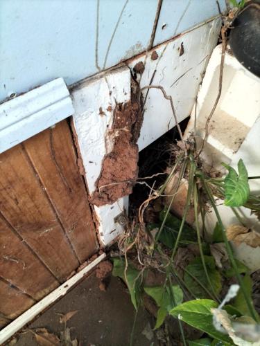 A mud wasp nest or termites? This is Termites making themselves very comfortable underneath a house. Are Termites eating your home?