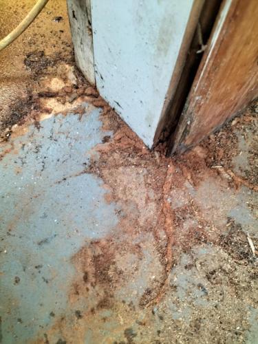 Termites can track across concrete floors, here is a Coptotermes Acinaciformis  mud lead extending from within a door frame.