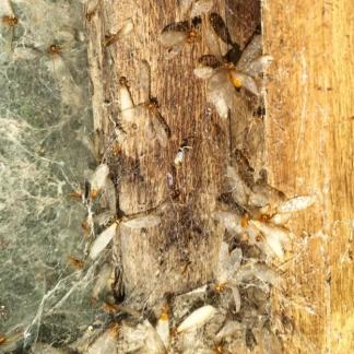 Termite Alates (Winged Termite Swarmers) densely caught in a spiders web indicate that a Termite nest is nearby.