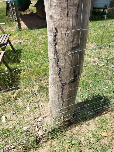 Termites in your fence posts? We can treat them effectively.