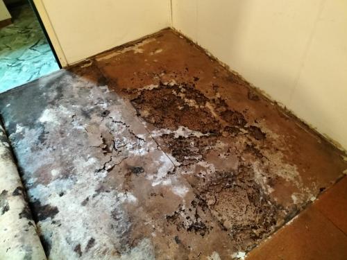 This termites nest in a floating floor is about as big as they get. Have you had your termite inspection this year?